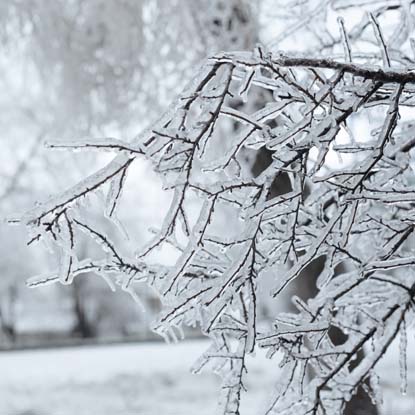 5 Preventative Winter Tree Care Tips for Homeowners