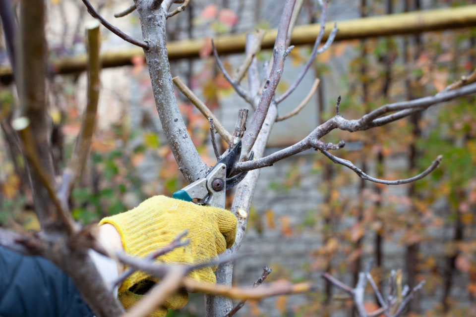 Fall shrub trimming & tree pruning