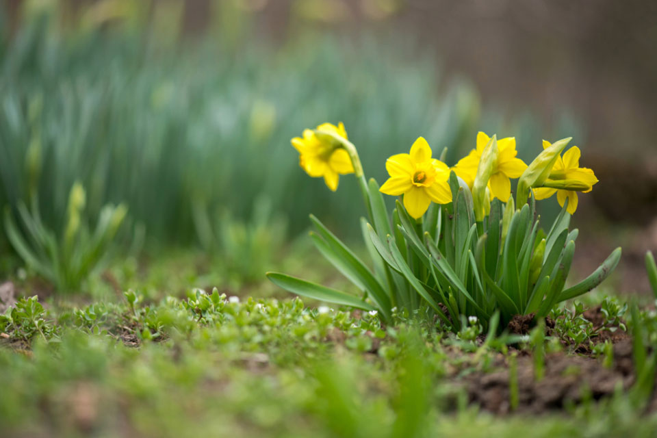 Weekly Lawn Service Lawn Mowing Service