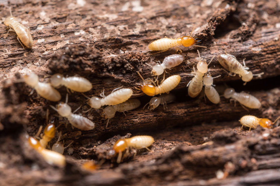 remove stumps to avoid termite damage
