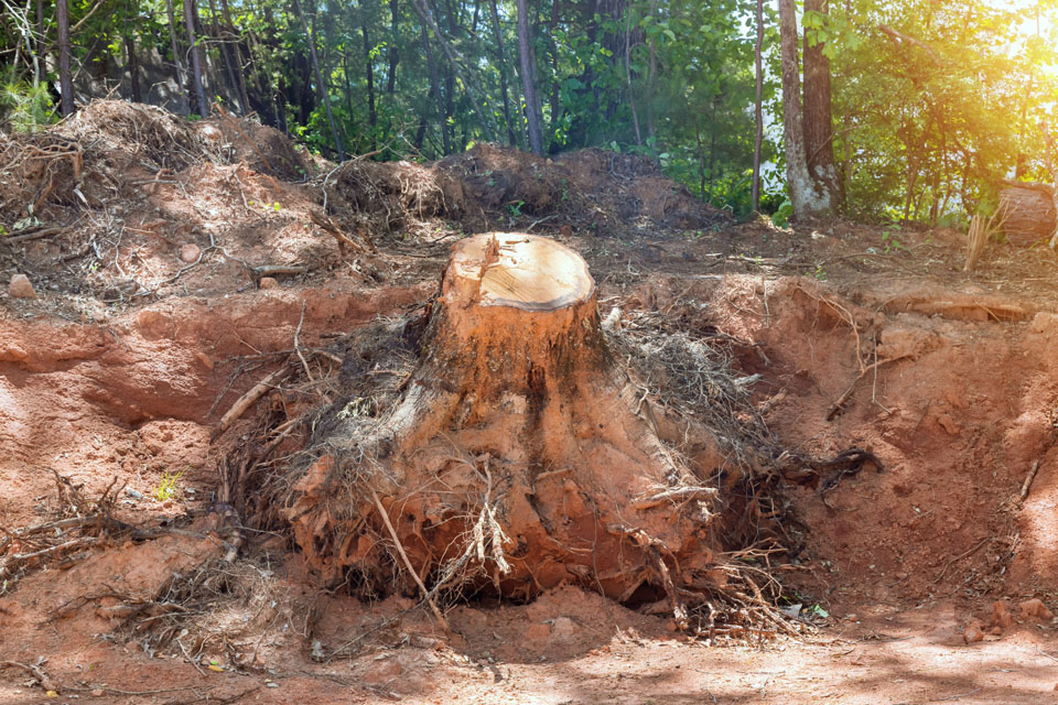 Tree stump removal often creates a giant mess