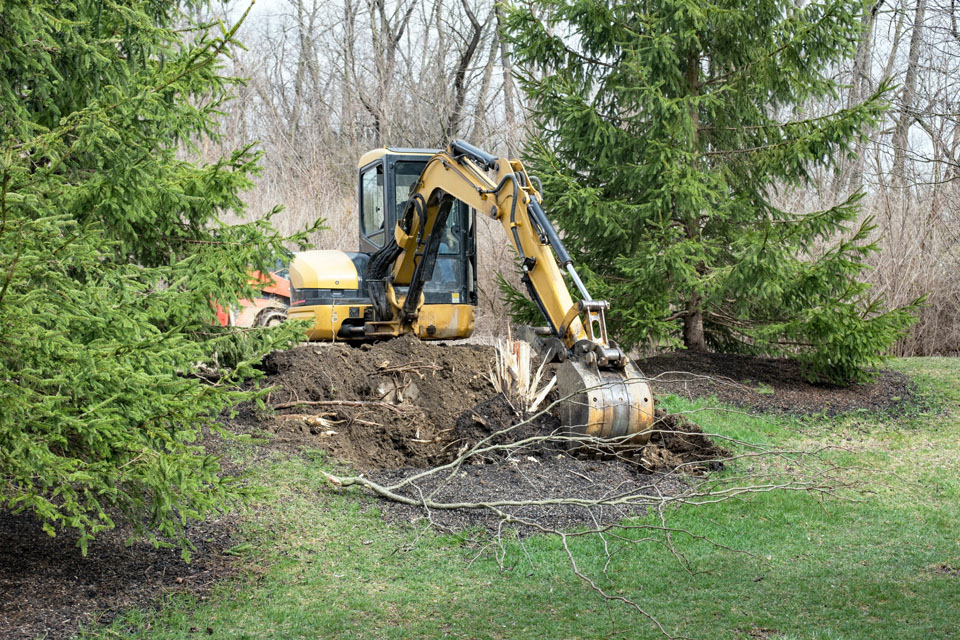 Tree stump removal excavation