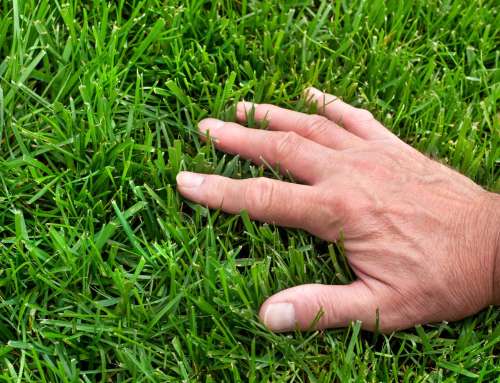 Why Should I Aerate My Lawn